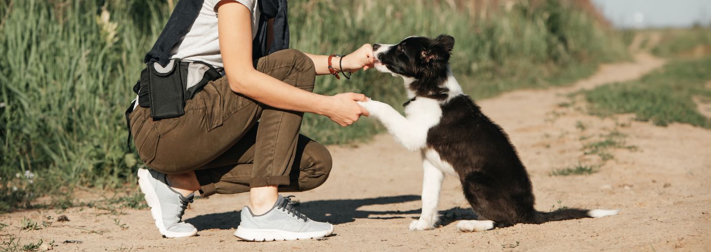 Girl training black and white border collie dog puppy.